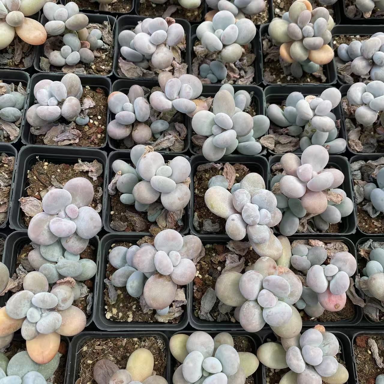 RC2004×54 モモミルク双頭 抜き苗 多肉植物 アエオニウム エケベリア 韓国苗