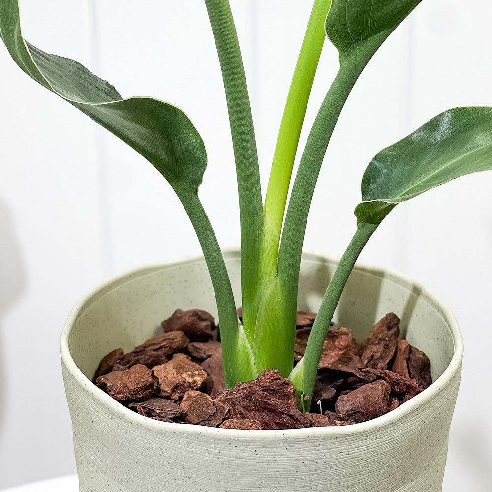 ストレリチア レギネ 受皿付