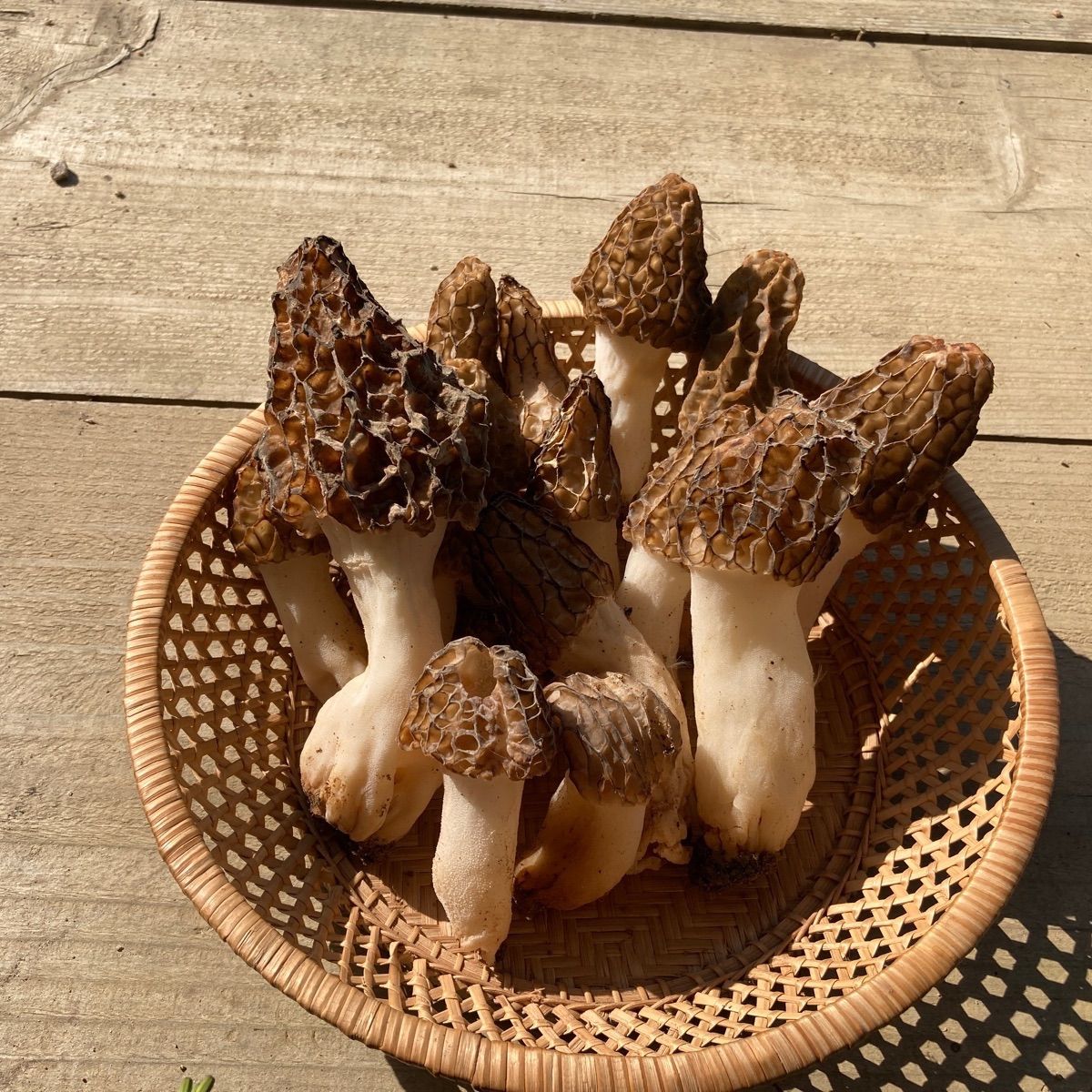 アミガサタケ（天然モリーユ）⑥ 楽天市場】乾燥 アミガサタケ モリーユ茸（アミガサ茸） 10g 約8