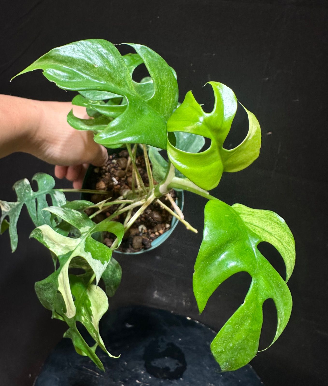 ヒメモンステラ大成功!!斑入りヒメモンステラを増殖したら斑入りは何 