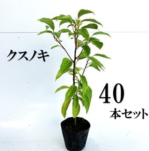40本セット クスノキ樹高0.3m前後10.5cmポット