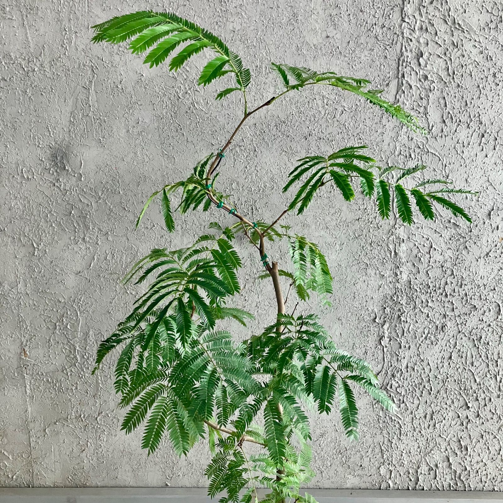 厳選された植物と鉢 美形