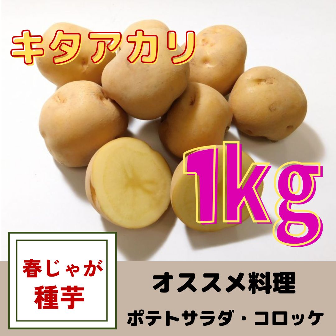 じゃがいも種芋【キタアカリ】1kg - メルカリ