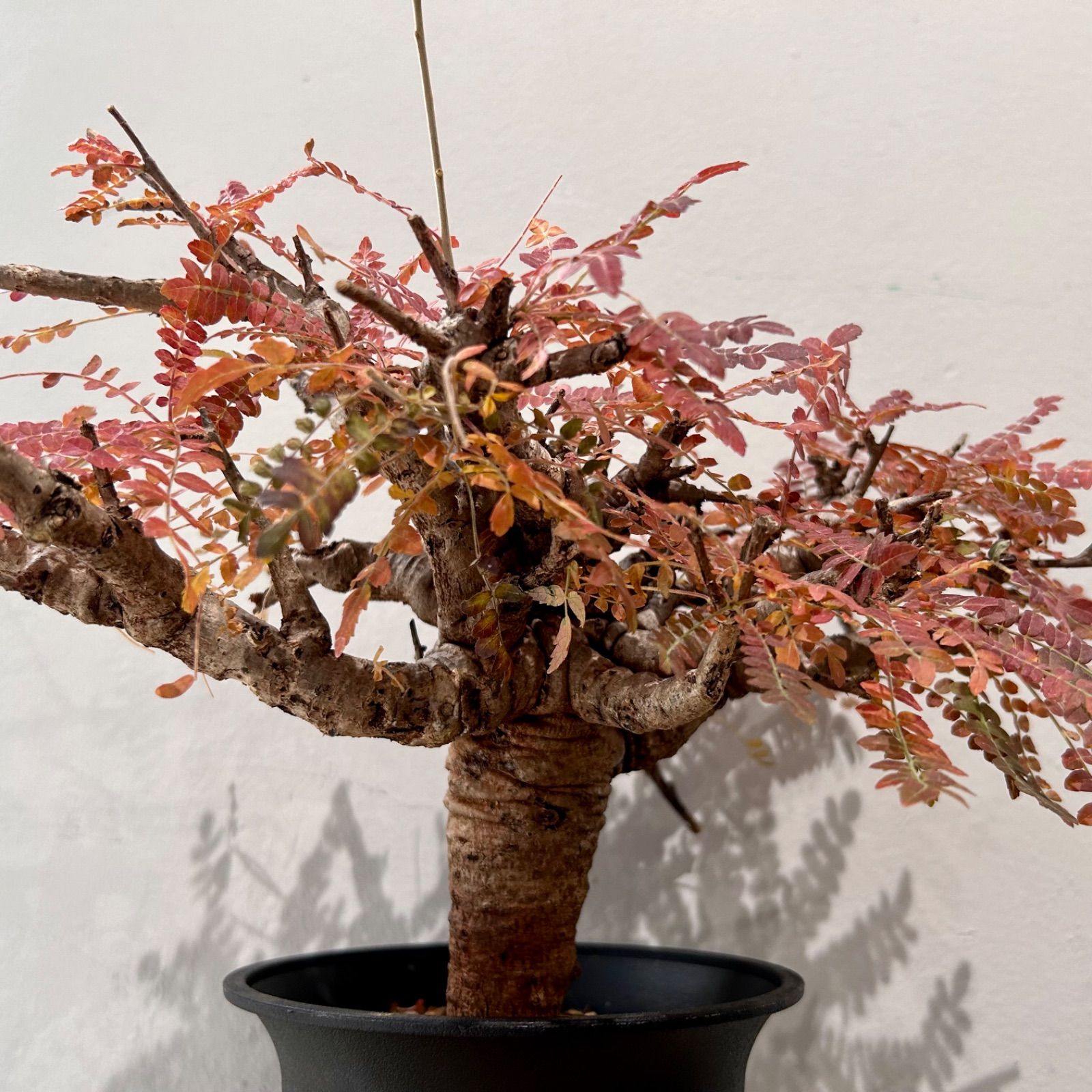 コミフォラエミニー コミフォラ エミニー ／Commiphora eminii