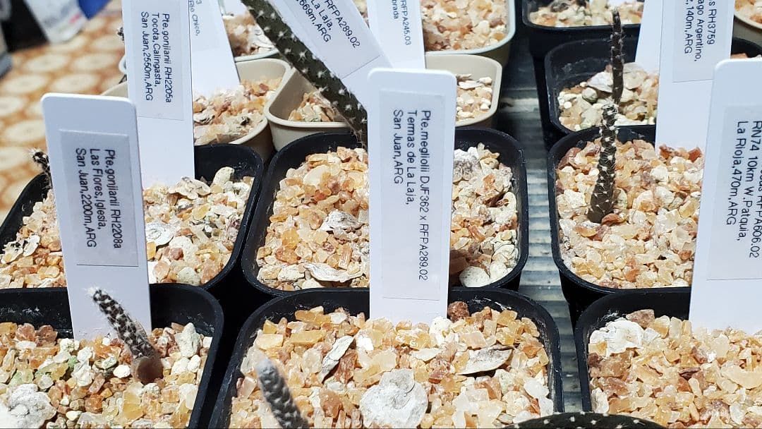 激 プテロカクタス