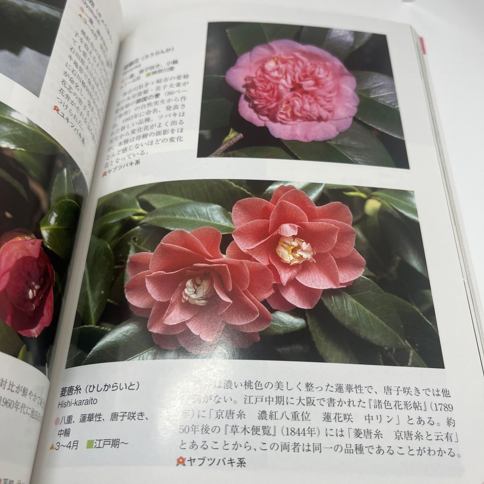 椿: 名前の由来と系統がわかる (色分け花図鑑)