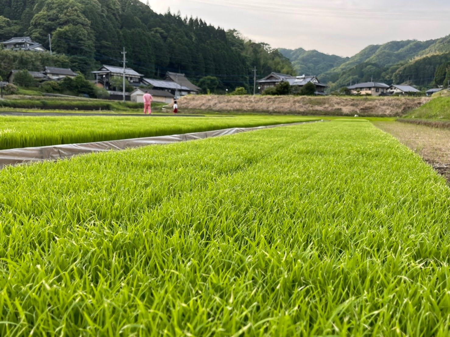 令和6年産 夢しずく