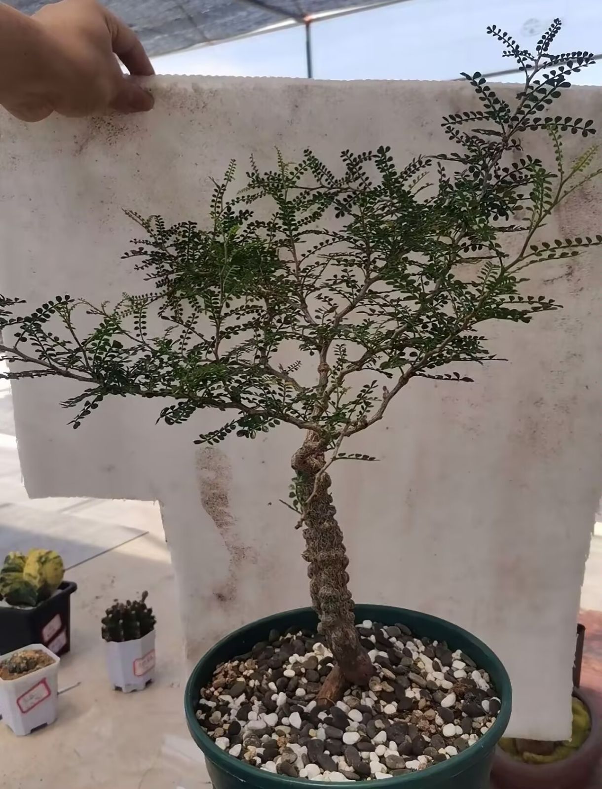【鉢植えのまま発送】オペルクリカリア・パキプス 実生11年株 鉢植えのまま発送】オペルクリカリア・パキプス 実生11年株