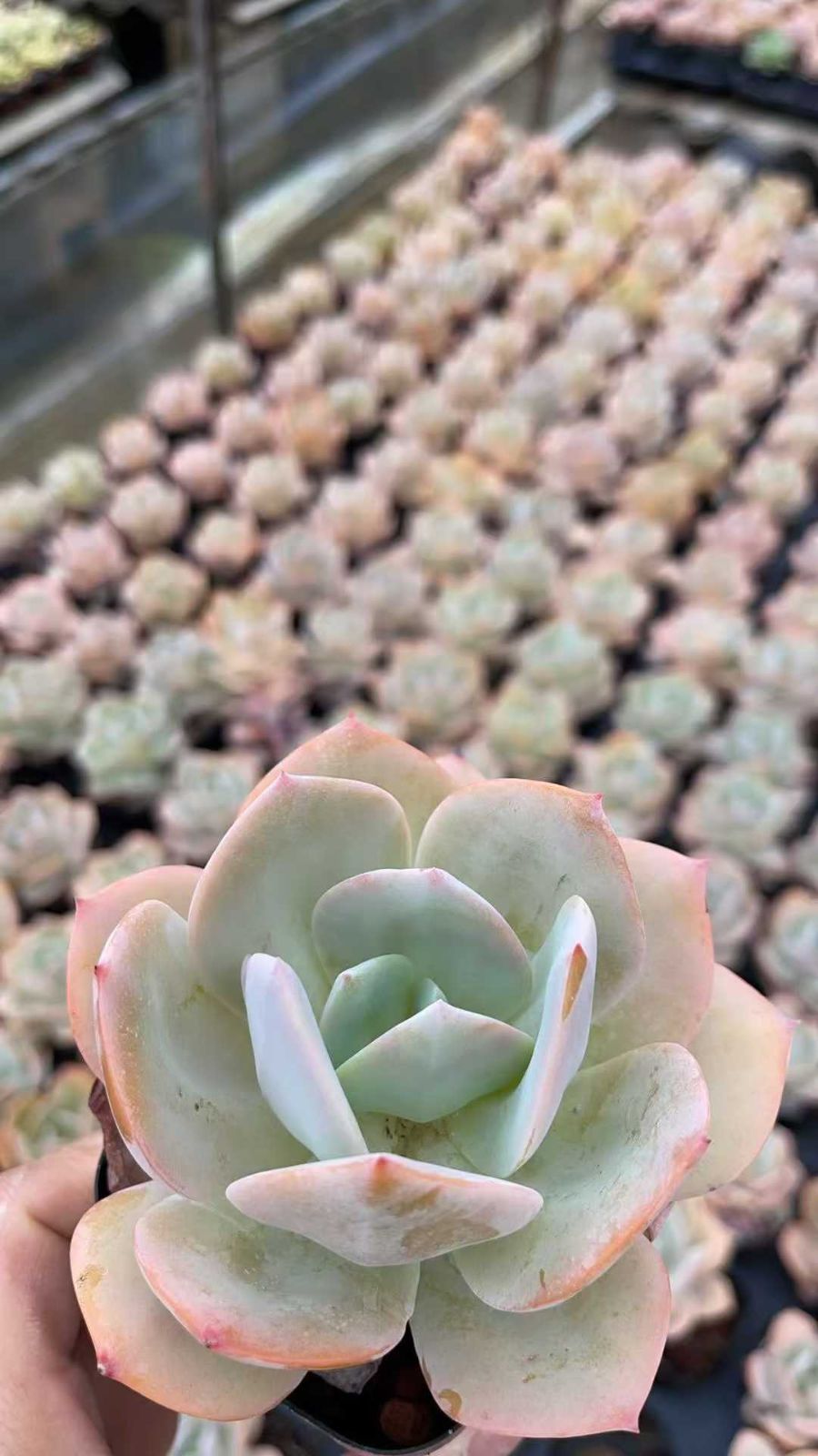 24株の抜き苗セット】ロビン 多肉植物 佐川急便発送 エケベリア 韓国苗