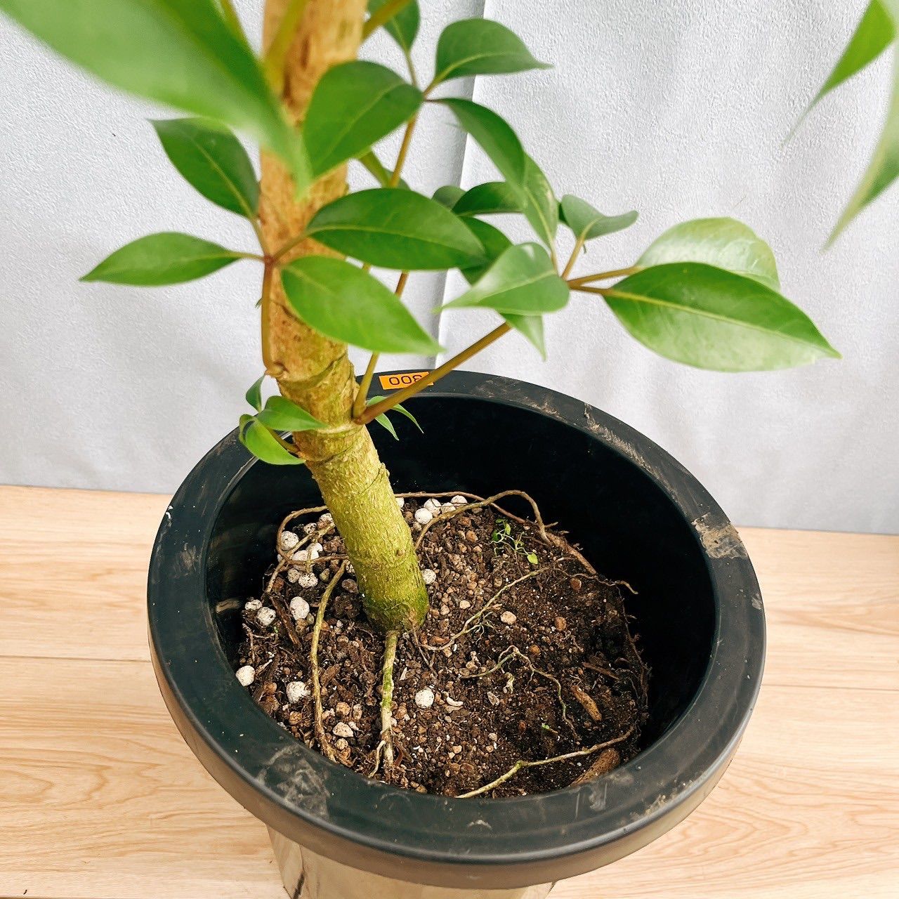 優しいジャイアンさん専用 ドラえもん「きれいなジャイアン」 | ごとう