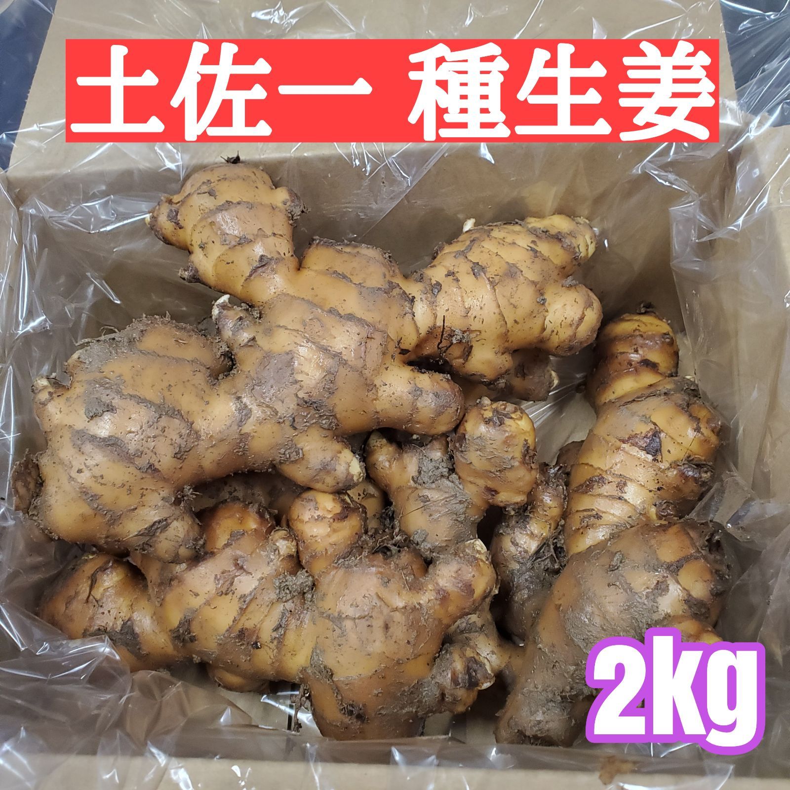 高知県産 種用生姜 20kg fkip.unmul.ac.id