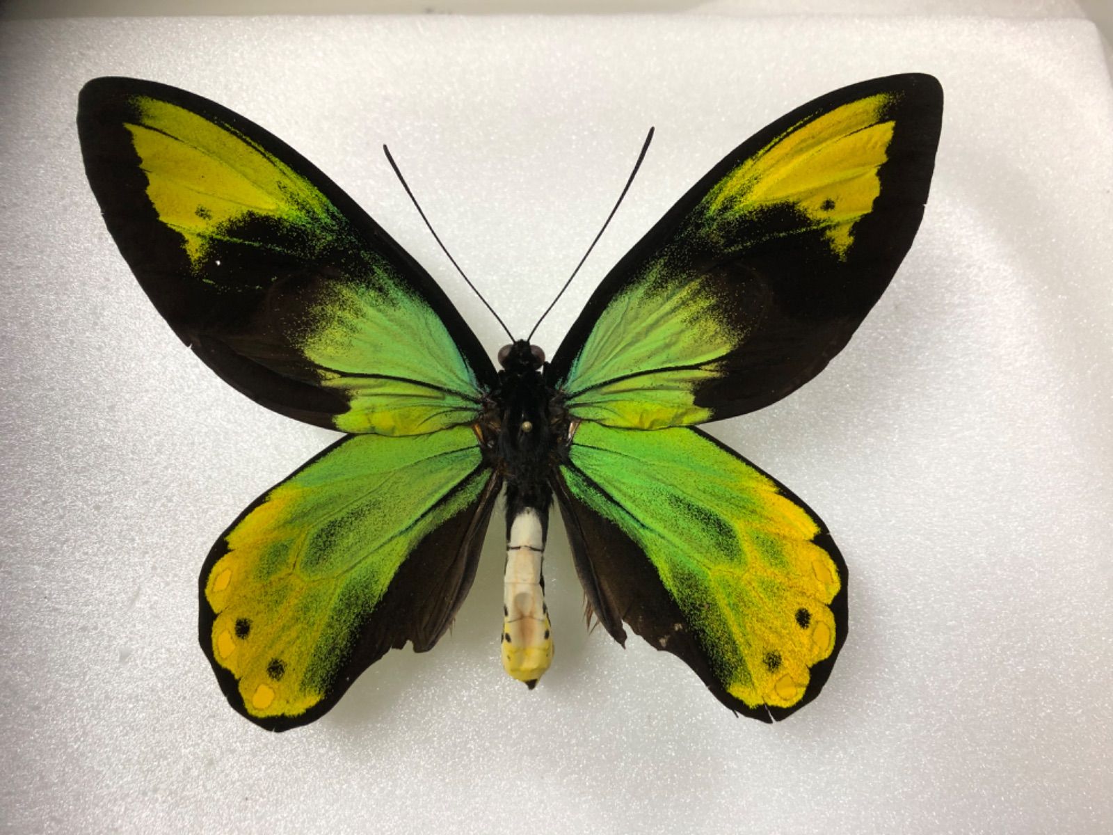 蝶 チョウ 標本 蝶標本 ビクトリアトリバネアゲハ - 標本