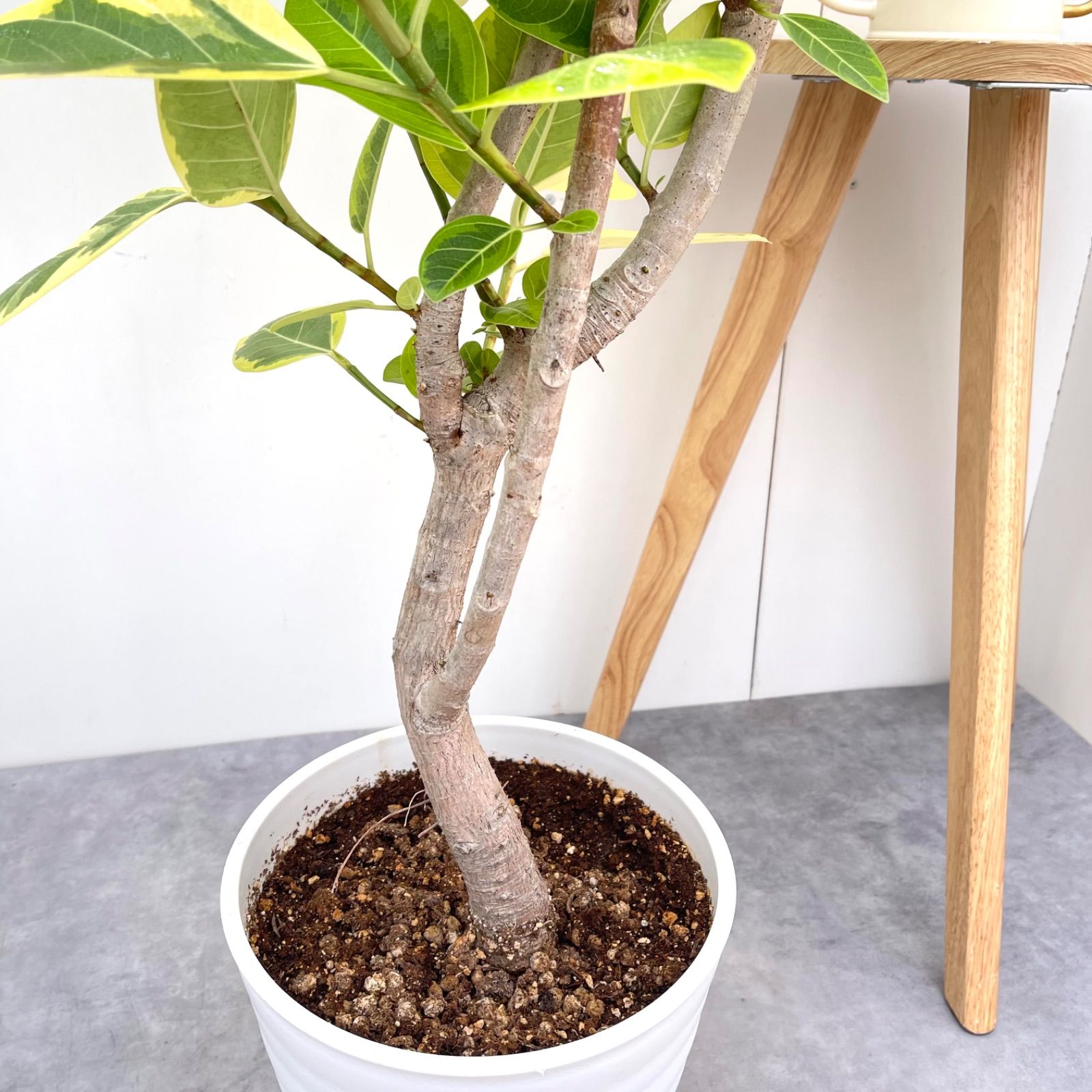 現品］80番 フィカス アルテシマ 曲がり 10号 尺鉢 観葉植物