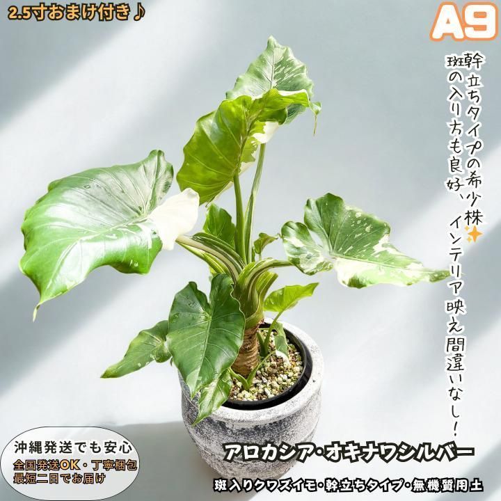 大株 子株モリモリ アロカシア オキナワシルバー|幹立ちタイプA９