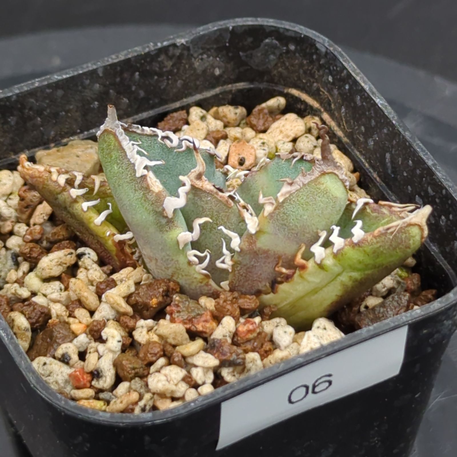 アガベ チタノタ 南アフリカダイヤモンド SAD 子株（Agave titanota