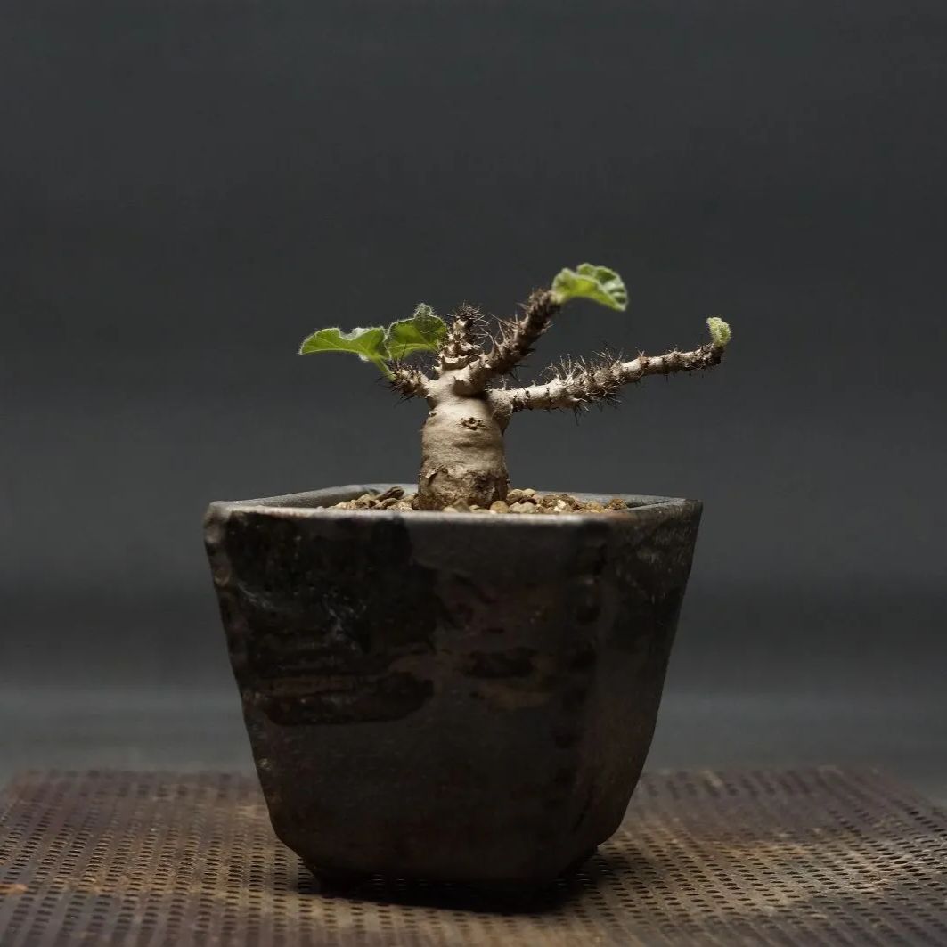 1752 Jatropha marginata / ヤトロファ マルギナータ Jatropha marginata/ヤトロファ マルギナータ（No.316） | LEO.