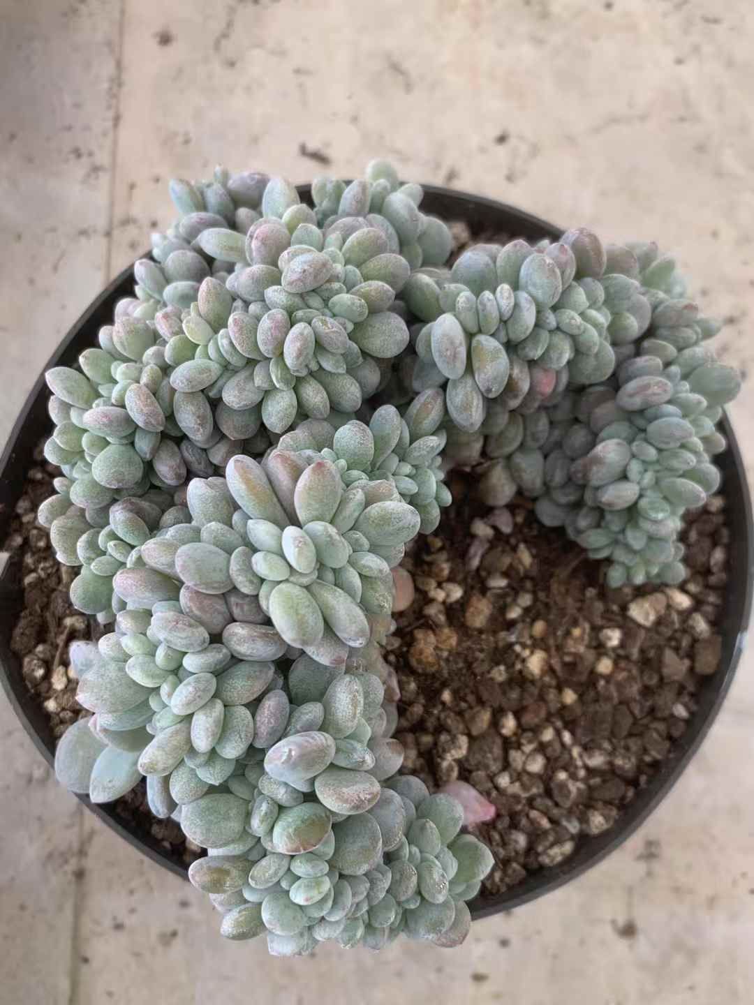 15株の抜き苗セット ブルーセダム 多肉植物 佐川急便発送 エケベリア 韓国苗 LX62