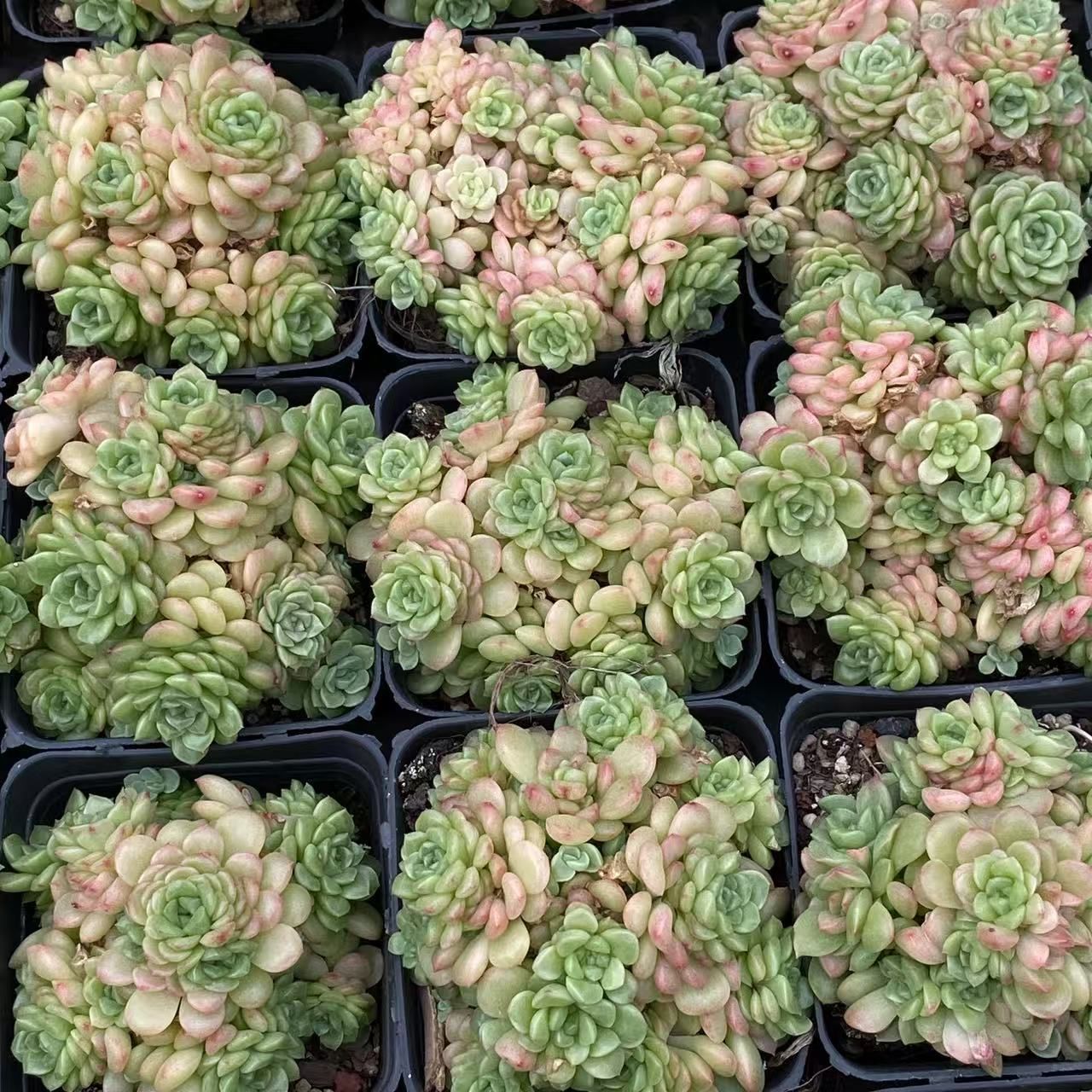 RC2032×54 ジュエルジェニー群 抜き苗 多肉植物 アエオニウム エケベリア 韓国苗