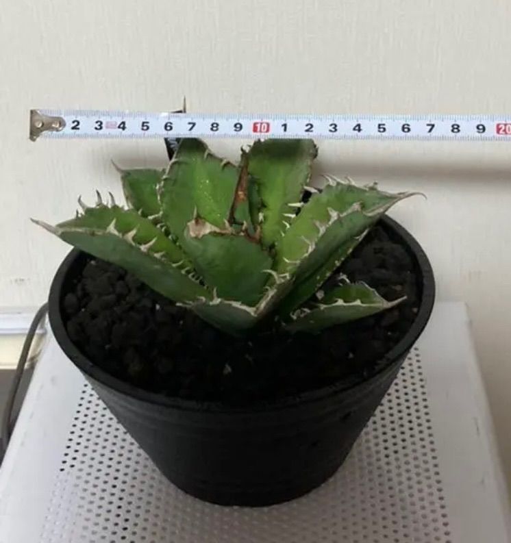 あ*う様 アガベ チタノタ 姫仁王冠 プラステラ105付き ワイルドオヤジ | 【Agave Titanota 