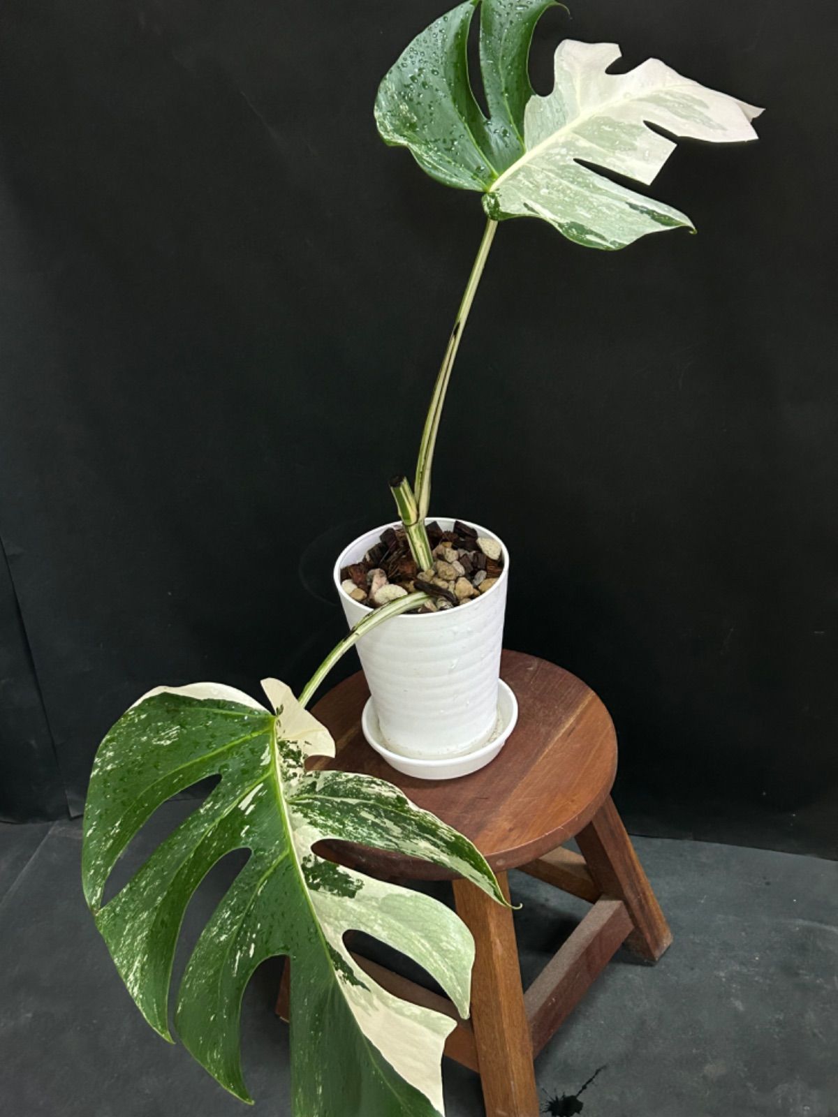 【美品・発根済み】モンステラ ホワイトタイガー ハーフムーン#566 / 斑入り 観葉植物