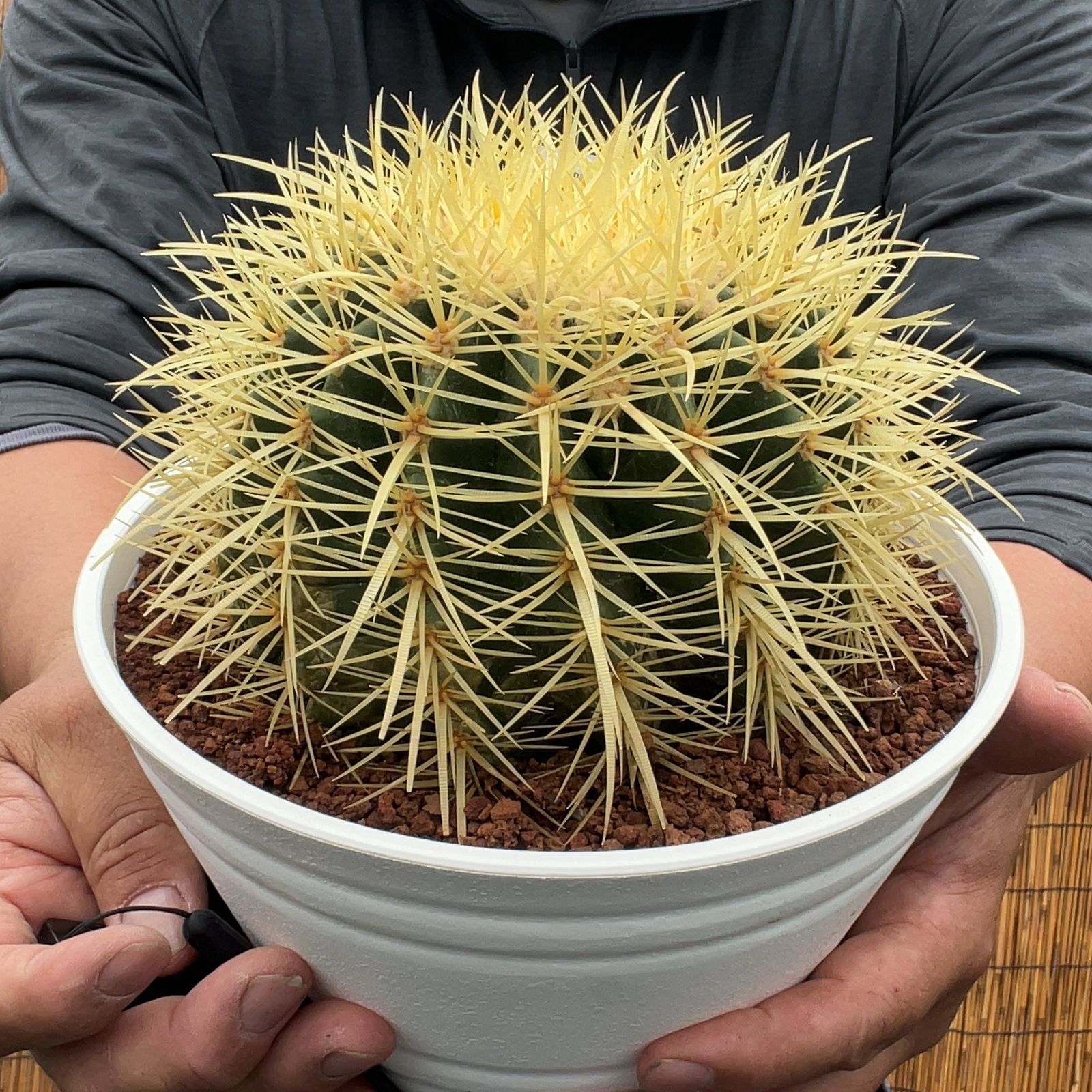 大型】金鯱 キンシャチ 現物・鉢ごと発送します 特大 サボテン 金鯱