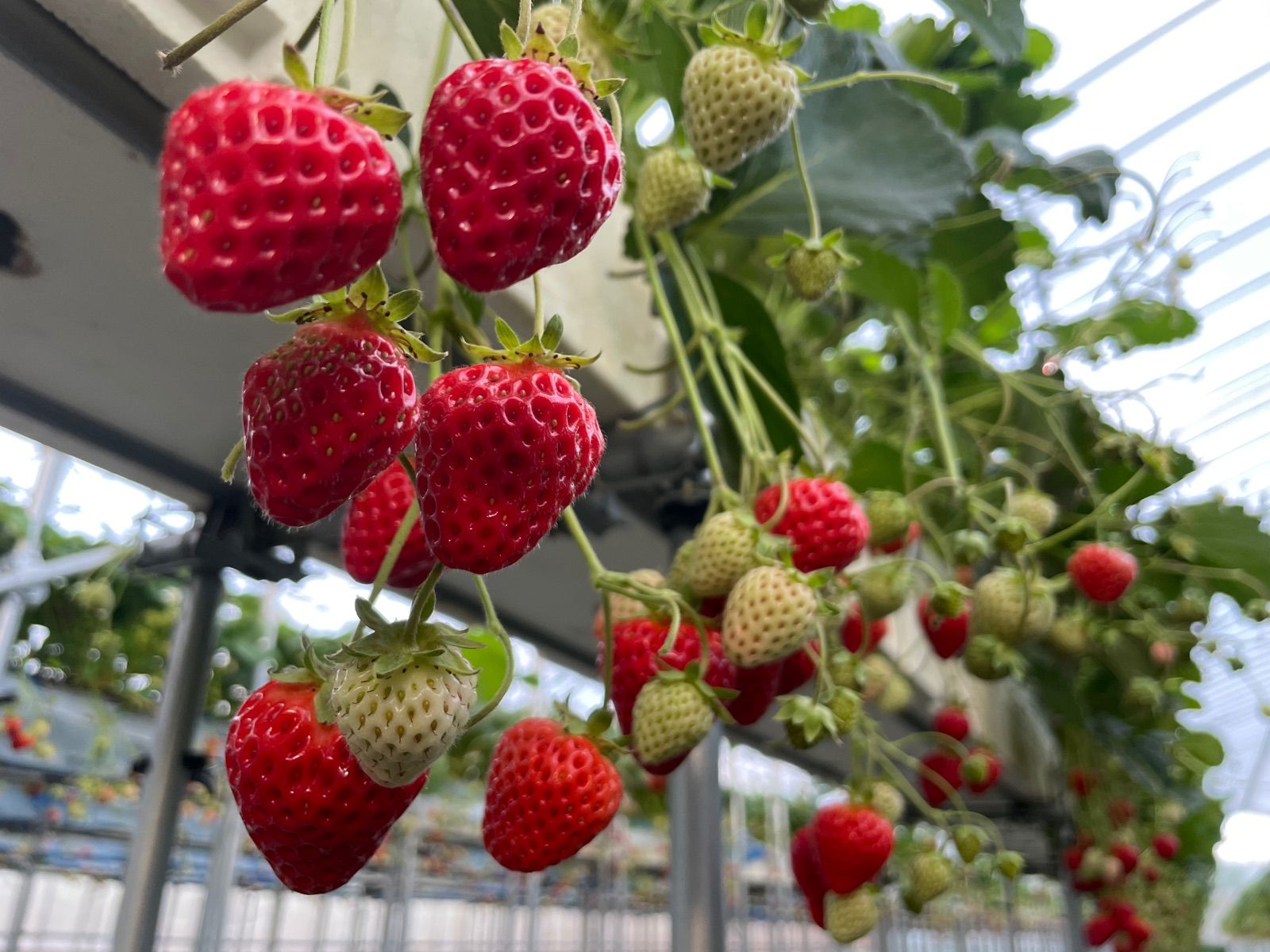 キングクリムゾン】農園直送 夏秋イチゴ バラ詰め2箱SET - メルカリ