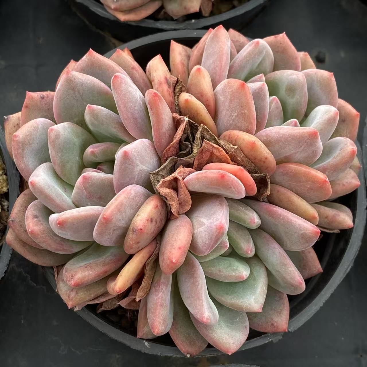 抜き苗 多肉植物