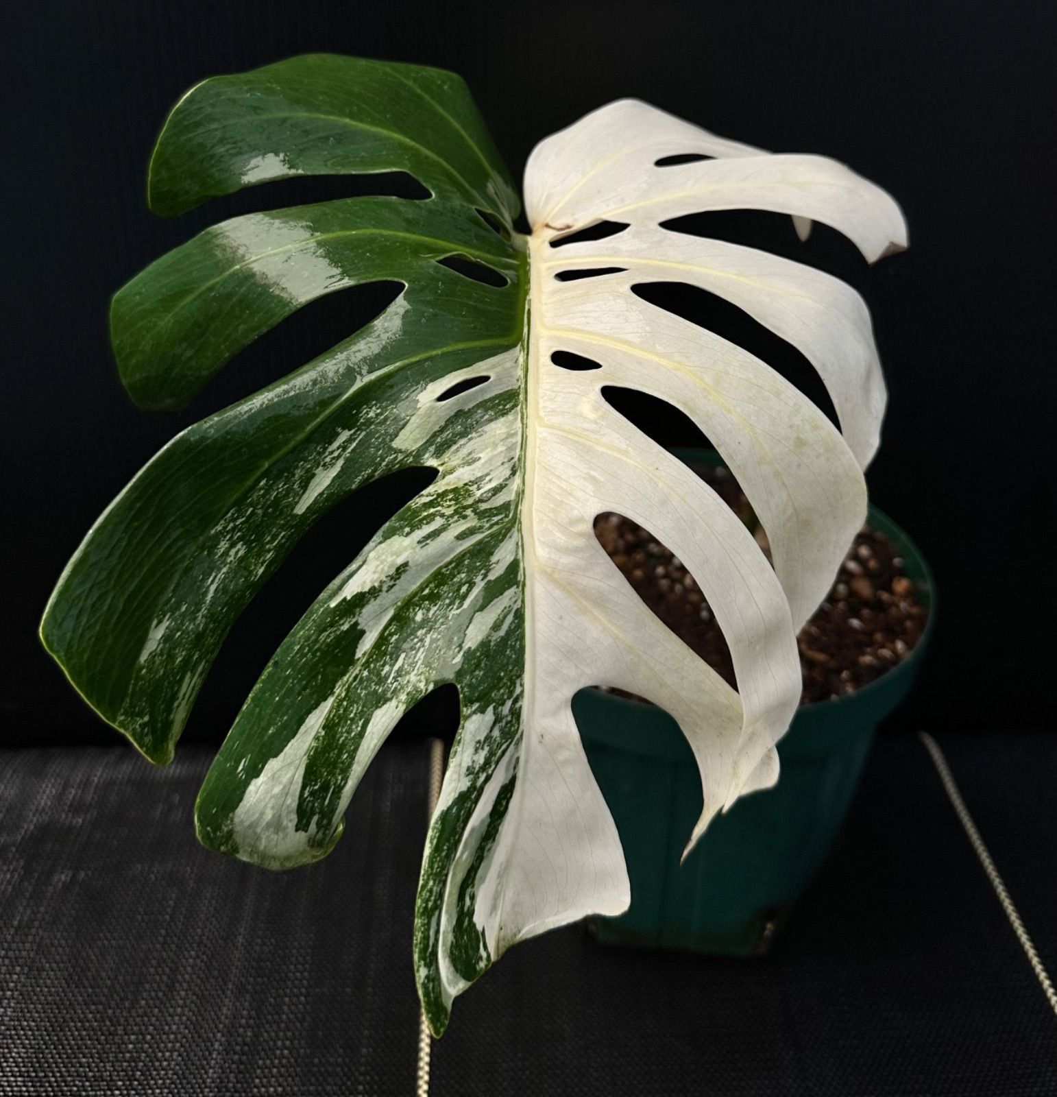 斑入りモンステラ　ホワイトタイガー　鉢のまま発送 斑入りモンステラホワイトタイガー4葉鉢ごとメルカリ便フルムーン