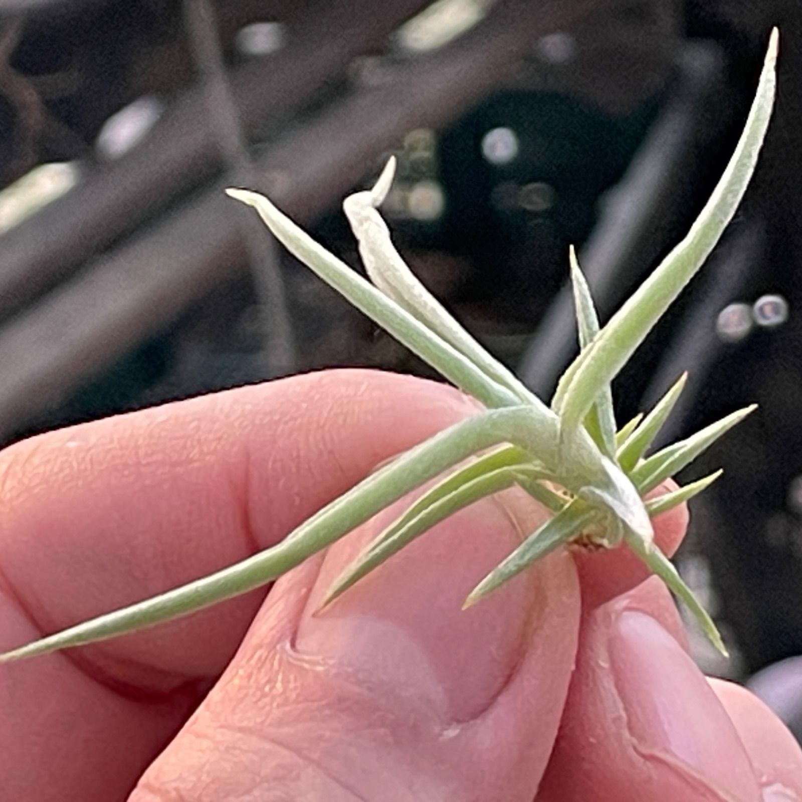 ミニ株＊チランジア ドゥラティ Tillandsia duratii (ドュラティー