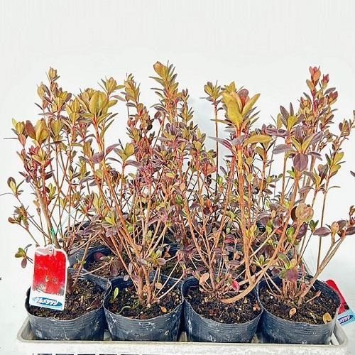 20本セット クルメツツジ 赤 樹高0.3m前後15cmポット