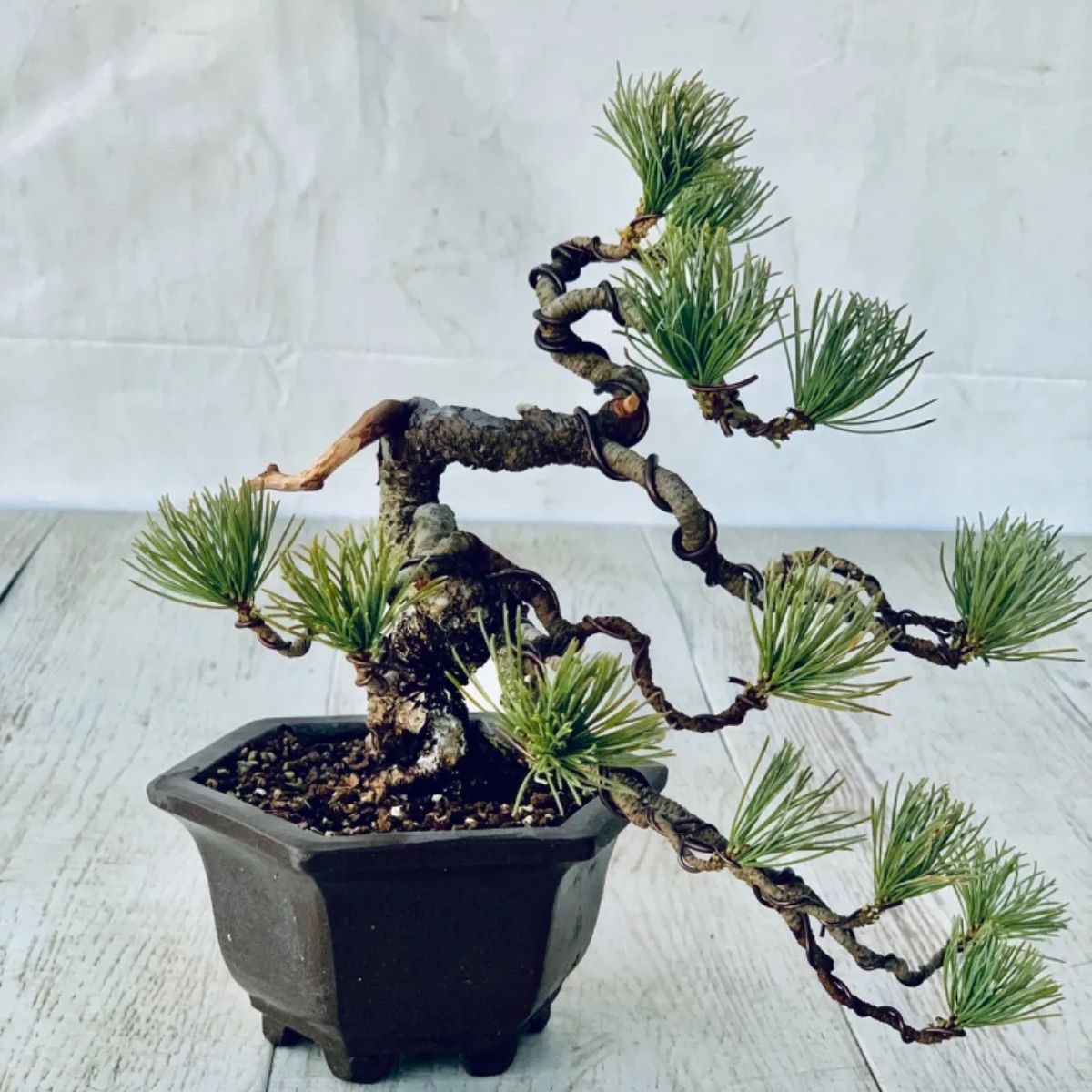 五葉松 瑞祥 苗木 小品盆栽 : 八房五葉松『瑞祥』小品盆栽泰寿園