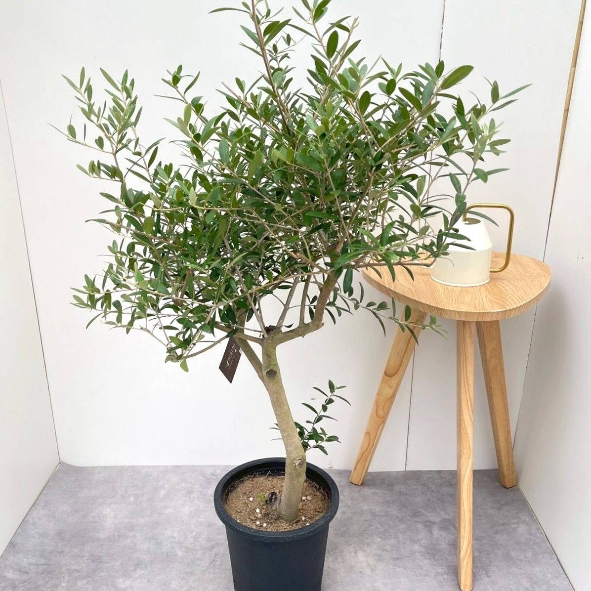 創樹　オリーブ　ネバディロブランコ　15 盆栽樹形 受粉樹 幹太め オリーブの木 ネバディロブランコ souju