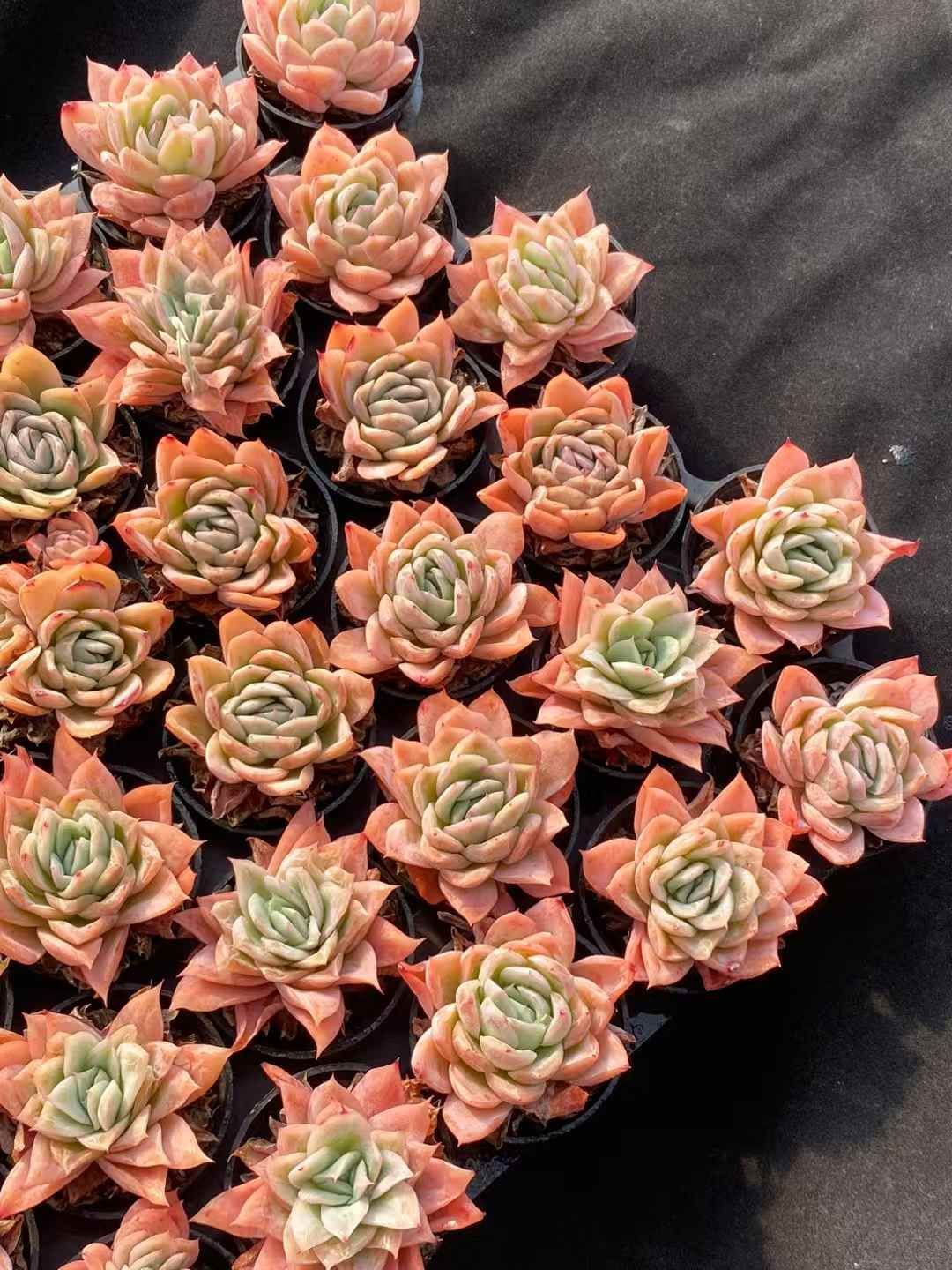 抜き苗 アーケイド シングル DP341×54株 ふっくら 多肉植物 エケベリア サボテン 韓国苗 新入荷