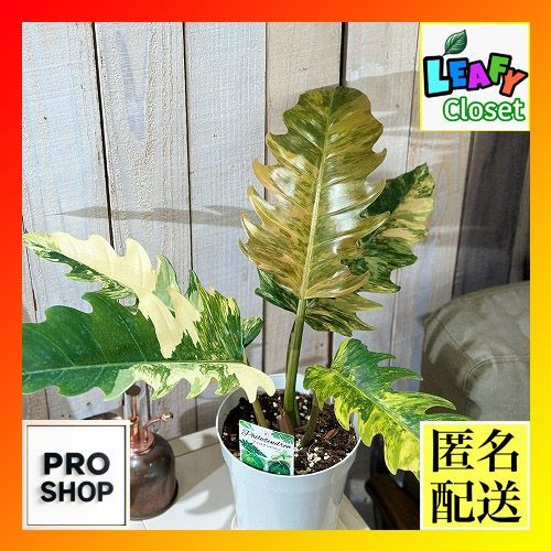 幸*様 フィロデンドロン キャラメル マーブル(大株) フィロデンドロン