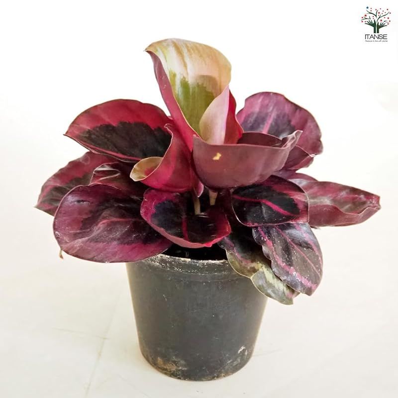 ゴシキヤバネショウ