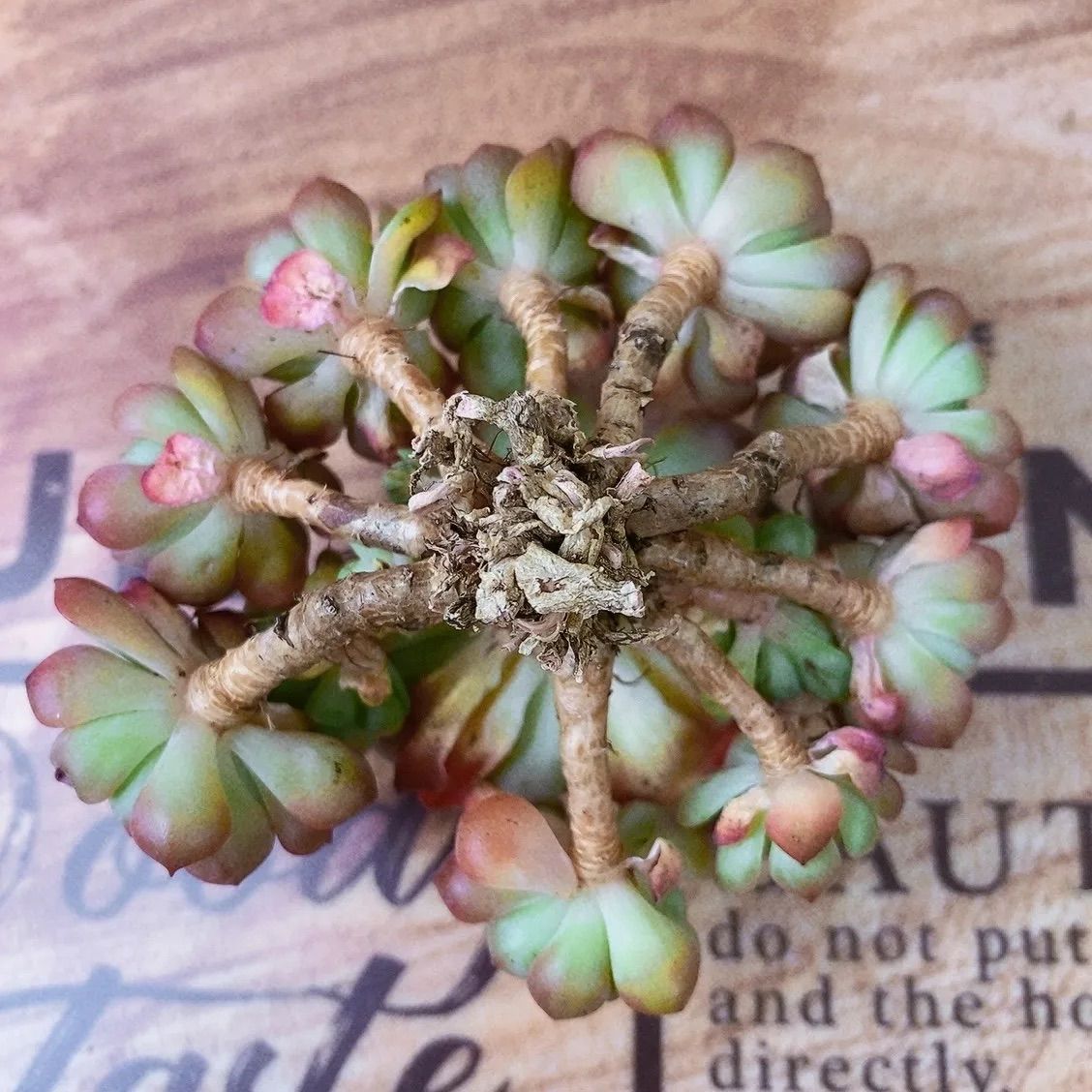 シュガーベビー カット苗 多肉植物 ゆうパケットプラス発送 シュガー