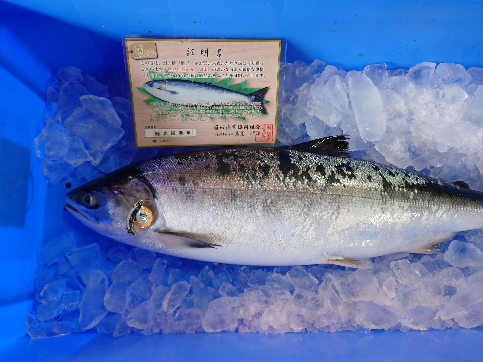 テンフィートアンダー チャートクラシック テネシータフィー BCセット