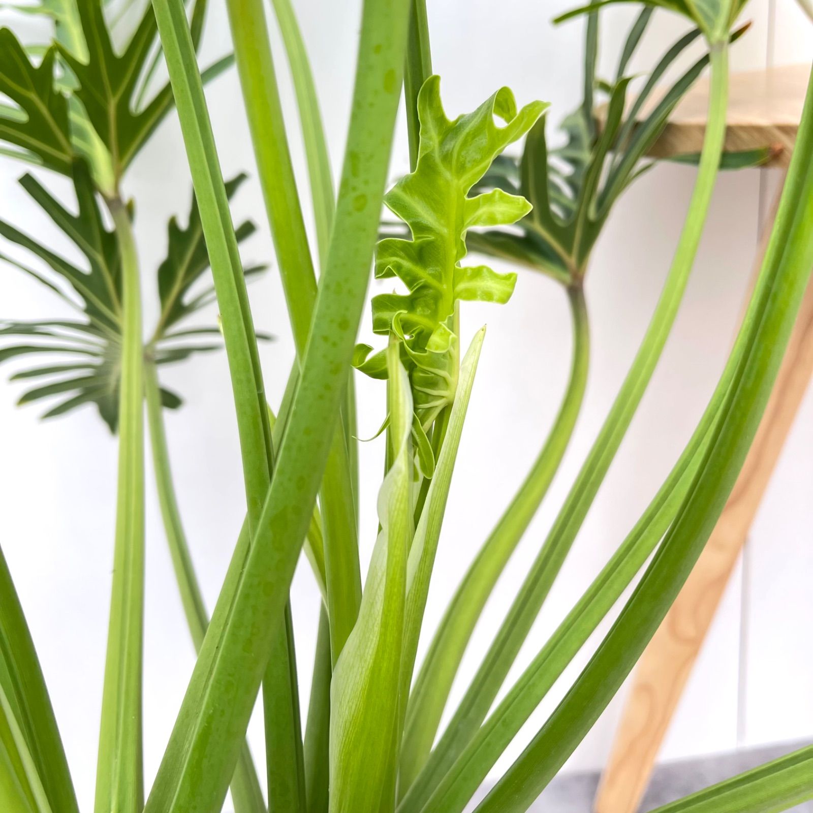 大株 フィロデンドロン ジャイアントザナドゥ クッカバラ 幹上がり 幹立ち 大株 フィロデンドロン ジャイアントザナドゥ クッカバラ 幹上がり 幹立ち