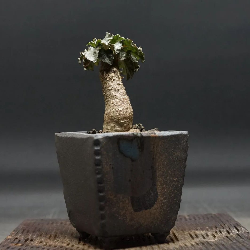 Dorstenia gypsophila×horwoodii