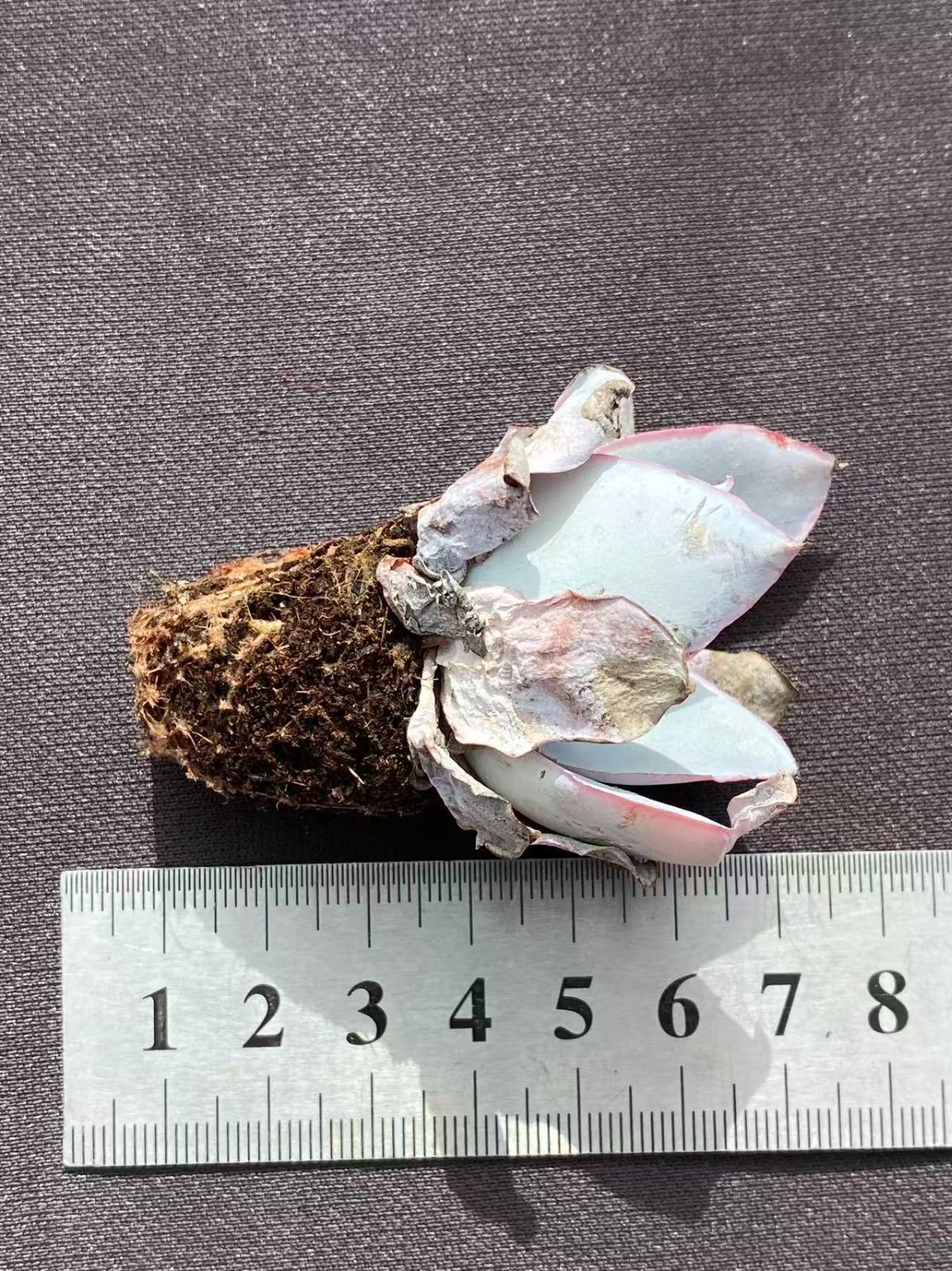 激レア 空手バカ一代 映画劇場公開用B2判ポスター 千葉真一 本郷功次郎