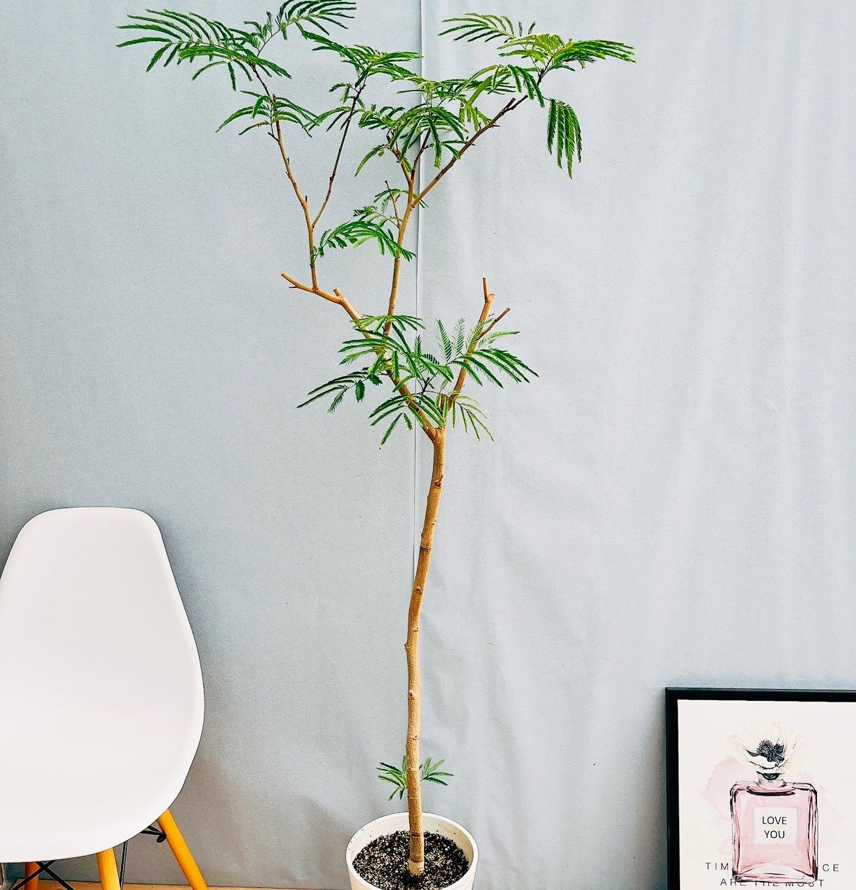現品 98番 エバーフレッシュ 曲がり 8号 観葉植物 室内 大型 人気 プラコッタ鉢受け皿付き おしゃれ 背高め