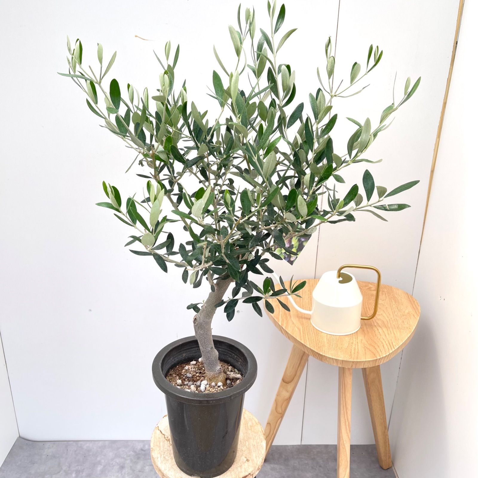 オリーブ ルッカ 23【現品】観葉植物 創樹 SOUJU 6号 - メルカリ