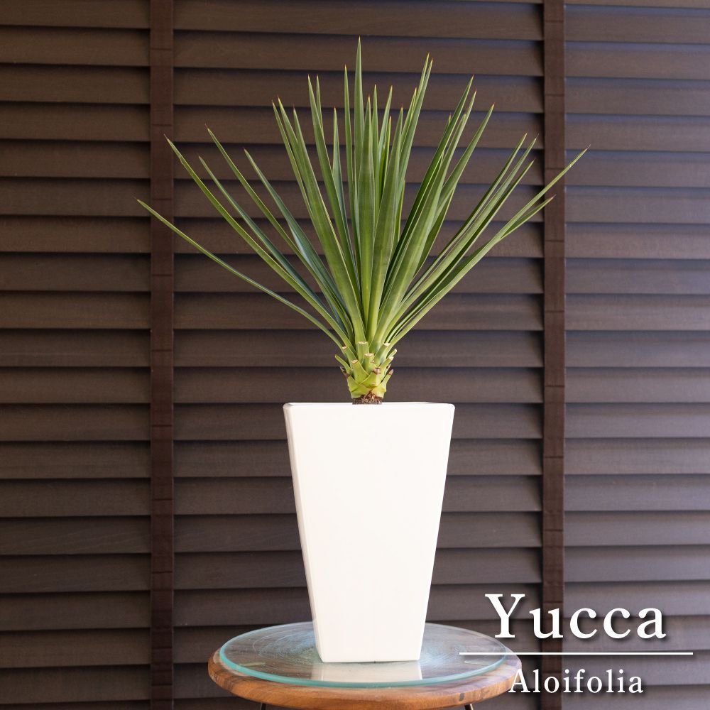 引き取り限定 ユッカ アロイフォリア Yucca ドライガーデン 千寿蘭