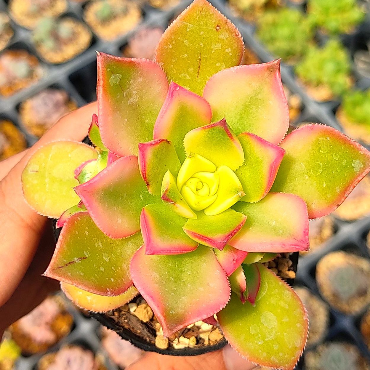 2024セール 多肉植物 夕映え♡抜き苗(^○^) 植物/観葉植物