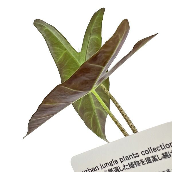 アロカシア パープルバック sp 3.5号 アーバンジャングル Urban Jungle Alocasia pueple back sp 観葉植物 WWW_GEBZETESISAT_COM_TR