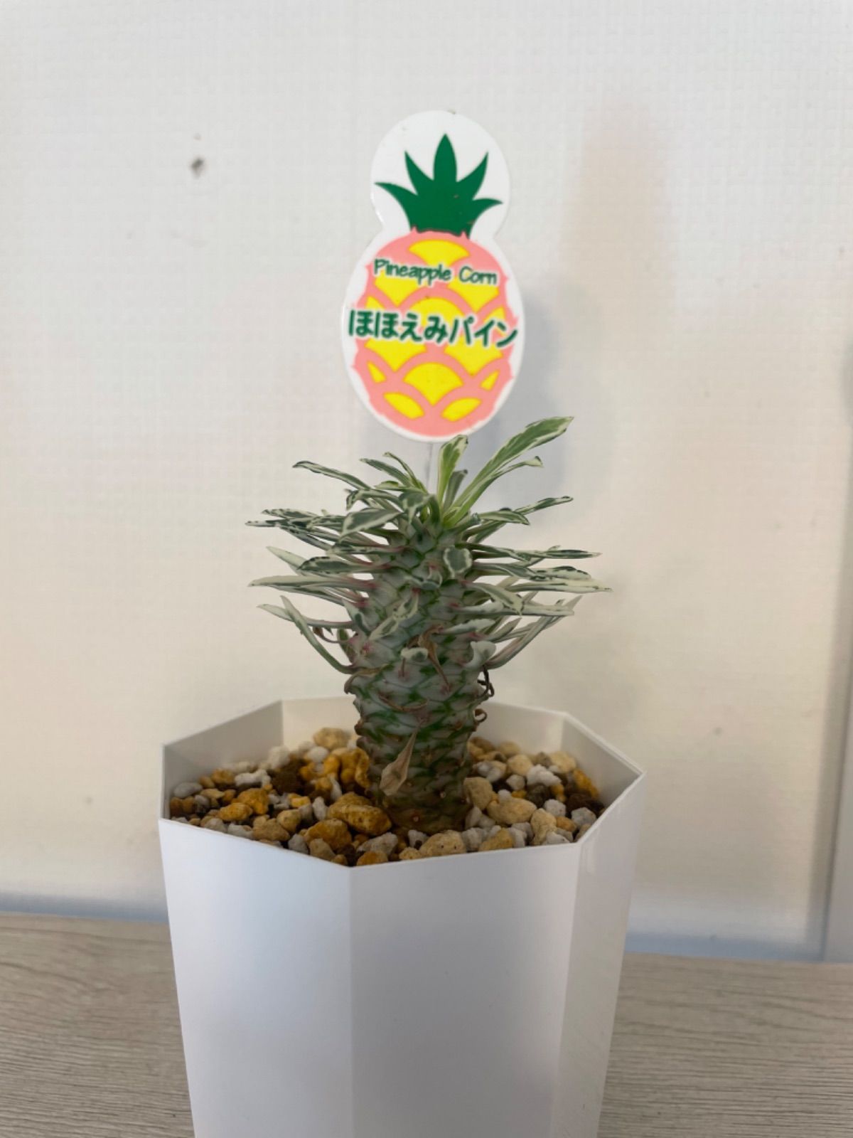 ②蘇鉄キリン 斑入り ほほえみパイン
