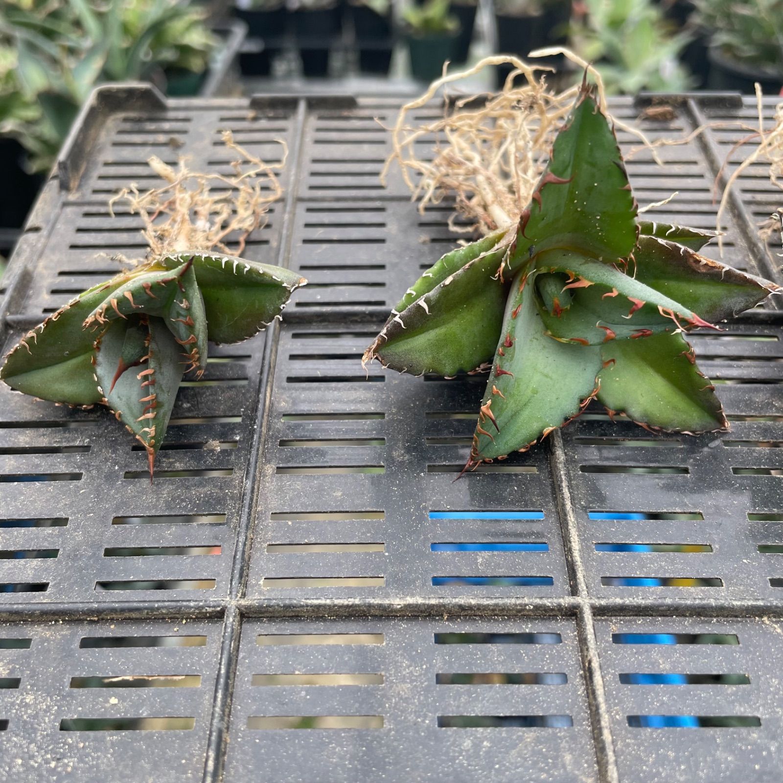 DP027 アガベチタノタブルー実生株6セットAgave titanota Blue seeding