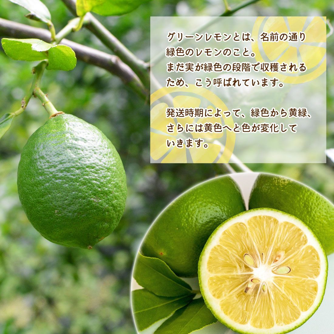 ハーバライフ プロテインドリンクミックス プレーン フォーミュラ1