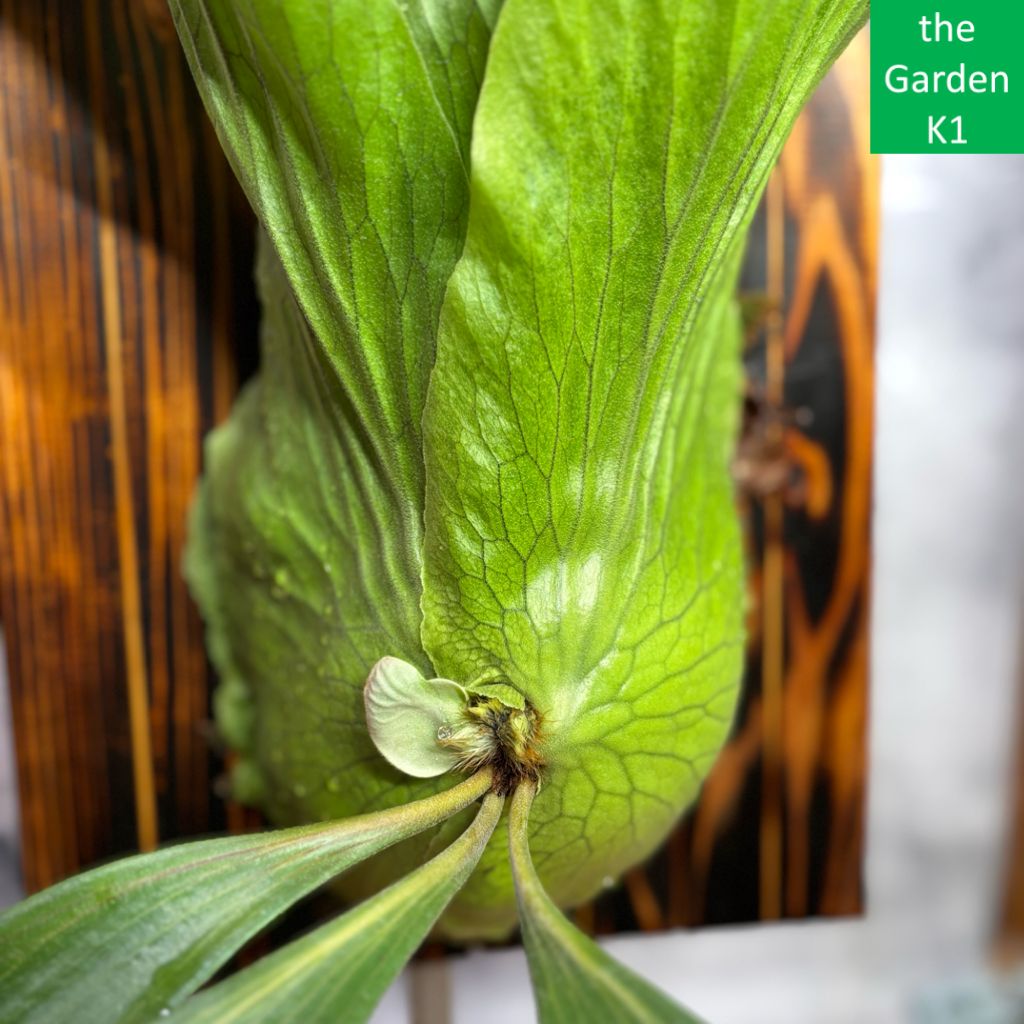 ビカクシダ ステマリア