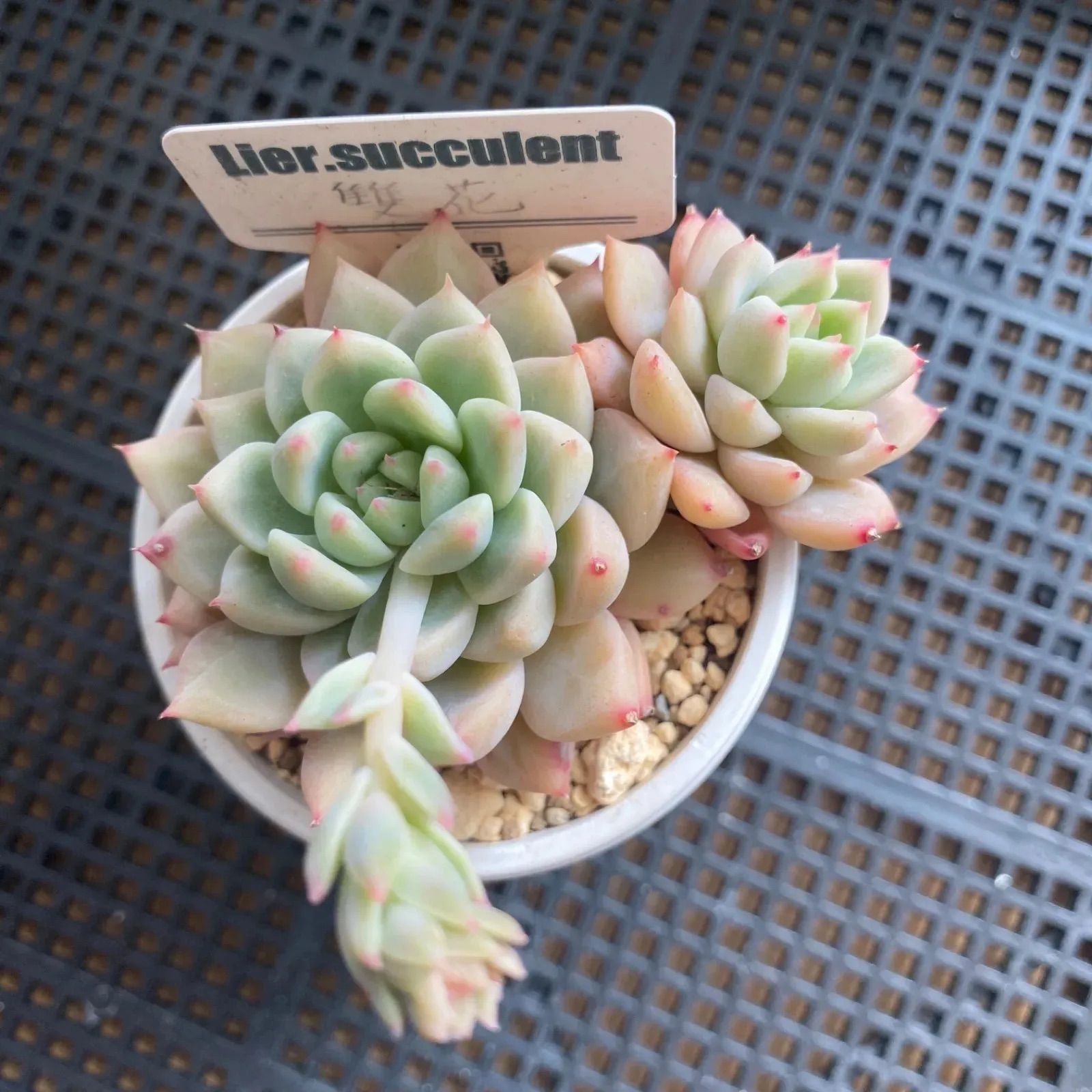 多肉植物 エケベリア 花村スペシャル065 双頭 抜き苗 71leAwvVmEL._AC_SY200_QL15_.jpg